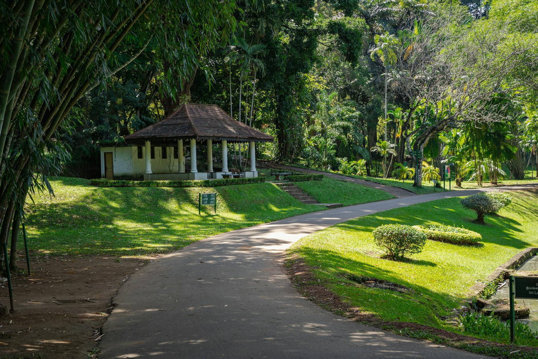 Embracing Longevity in Sri Lanka: Science-Backed Habits and Ayurveda Wisdom